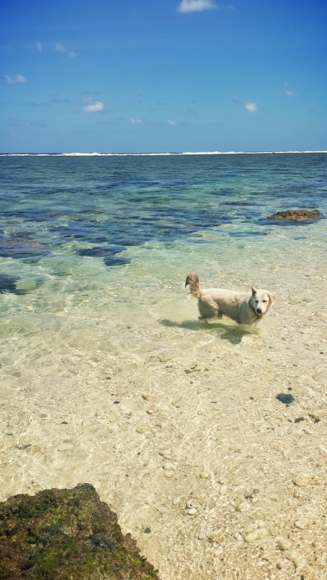 saw this little fellow at Green Bowl